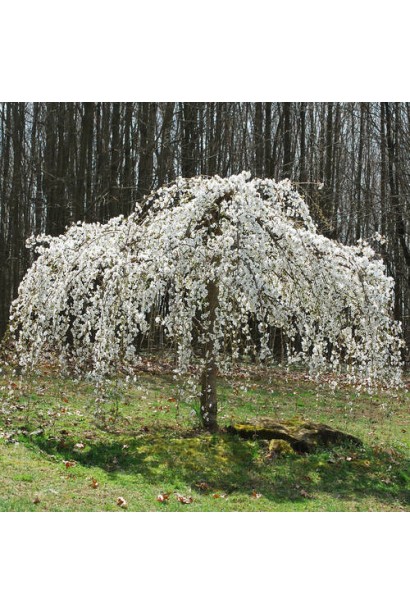Плакуча Черешня / Вишня з білими квітами у травні